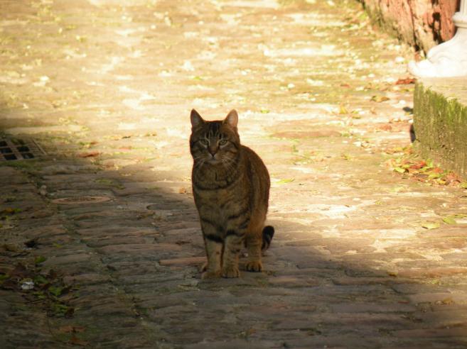  chat